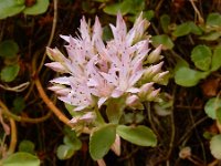 Phedimus spurius, 7 Roze vetkruid, Saxifraga-Ed Stikvoort