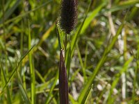 Phleum alpinum 1, Saxifraga-Willem van Kruijsbergen