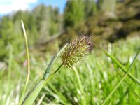 Phleum alpinum 5, Saxifraga-Rutger Barendse