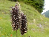 Phleum alpinum 6, Saxifraga-Ed Stikvoort