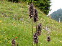 Phleum alpinum 7, Saxifraga-Ed Stikvoort