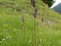 Phleum alpinum 8, Saxifraga-Ed Stikvoort