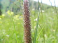 Phleum alpinum ssp rhaeticum 2, Saxifraga-Rutger Barendse