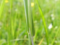 Phleum alpinum ssp rhaeticum 4, Saxifraga-Rutger Barendse