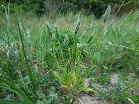 Phleum arenarium 13, Zanddoddegras, Saxifraga-Ed Stikvoort