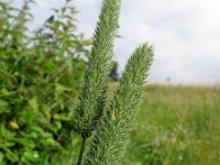 Phleum pratense ssp pratense 1, Timoteegras, Saxifraga-Rutger Barendse