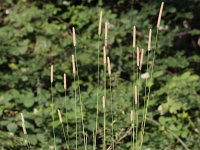 Phleum pratense ssp pratense 5, Timoteegras, Saxifraga-Peter Meininger