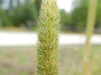 Phleum pratense ssp pratense 7, Timoteegras, Saxifraga-Rutger Barendse