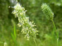 Phleum pratense ssp serotinum 6, Saxifraga-Rutger Barendse