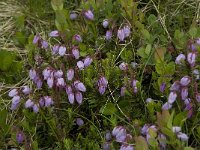 Phyllodoce caerulea, Blue Mountain-heath