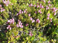 Phyllodoce caerulea 17, Saxifraga-Hans Grotenhuis