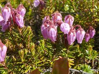 Phyllodoce caerulea 18, Saxifraga-Hans Grotenhuis