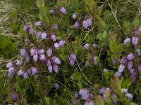 Phyllodoce caerulea 1, Saxifraga-Willem van Kruijsbergen