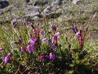 Phyllodoce caerulea 10, Saxifraga-Jeroen Willemsen