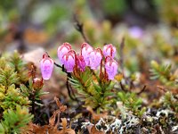 Phyllodoce caerulea 2, Saxifraga-Dirk Hilbers