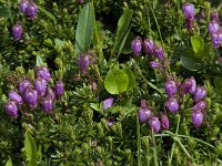 Phyllodoce caerulea 5, Saxifraga-Willem van Kruijsbergen