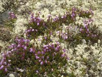 Phyllodoce caerulea 8, Saxifraga-Jan van der Straaten