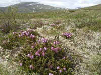 Phyllodoce caerulea 9, Saxifraga-Jan van der Straaten