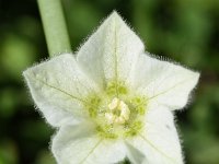 Physalis alkekengi 25, Echte lampionplant, Saxifraga-Sonja Bouwman