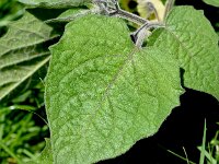 Physalis peruviana 23, Goudbes, Saxifraga-Sonja Bouwman  772. Goudbes - Physalis peruviana - Solanaceae familie (zw)