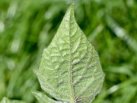 Physalis peruviana 26, Goudbes, Saxifraga-Sonja Bouwman  772. Goudbes - Physalis peruviana - Solanaceae familie (zw)