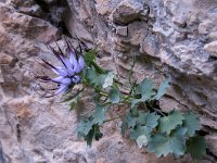 Physoplexis comosa 30, Saxifraga-Luuk Vermeer