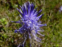 Phyteuma betonicifolium 16, Saxifraga-Ed Stikvoort