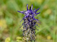 Phyteuma betonicifolium 25, Saxifraga-Sonja Bouwman  Betonian rampion - Phyteuma betonicifolium - Campanulaceae familie; Alp Trider (Zw)