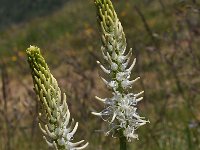 Phyteuma betonicifolium f album 20, Saxifraga-Harry Jans