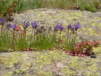 Phyteuma hemisphaericum 21, Saxifraga-Luuk Vermeer