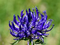 Phyteuma orbiculare 36, Saxifraga-Sonja Bouwman  Round-headed rampion - Phyteuma orbiculare - Campanulaceae familie; Alp Trider (Zw)