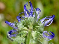 Phyteuma sieberi 8, Saxifraga-Sonja Bouwman  Phyteuma sieberi - Campanulaceae familie