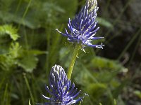 Phyteuma spicatum ssp coeruleum 7, Saxifraga-Jan van der Straaten