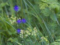 Phyteuma spicatum ssp nigrum 59, Zwart-blauwe rapunzel, Saxifraga-Jan Nijendijk