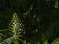 Phyteuma spicatum ssp spicatum 21, Witte rapunzel, Saxifraga-Jan van der Straaten