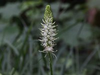 Phyteuma spicatum ssp spicatum 8, Witte rapunzel, Saxifraga-Peter Meininger