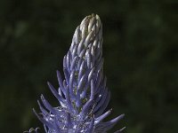 Phyteuma spicatum ssp coeruleum 2, Saxifraga-Jan van der Straaten