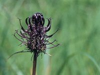 Phyteuma spicatum ssp nigrum