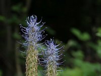 Phyteuma spicatum ssp nigrum 42, Zwartblauwe rapunzel, Saxifraga-Jeroen Willemsen