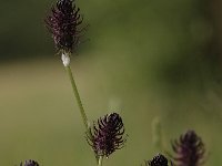 Phyteuma spicatum ssp nigrum 7, Zwartblauwe rapunzel, Saxifraga-Bas Klaver