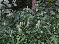 Phyteuma spicatum ssp spicatum 3, Witte rapunzel, Saxifraga-Peter Meininger