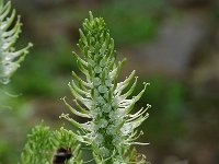 Phyteuma spicatum ssp spicatum 4, Witte rapunzel, Saxifraga-Willem van Kruijsbergen