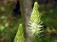 Phyteuma spicatum ssp spicatum 6, Witte rapunzel, Saxifraga-Hans Dekker