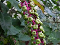 Phytolacca americana 10, Westerse karmozijnbes, Saxifraga-Ed Stikvoort