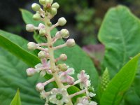 Phytolacca americana 15, Westerse karmozijnbes, Saxifraga-Ed Stikvoort