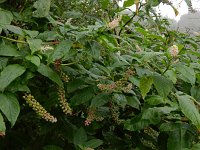 Phytolacca americana 17, Westerse karmozijnbes, Saxifraga-Ed Stikvoort