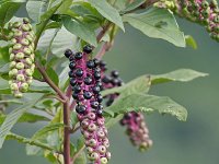 Phytolacca americana 24, Westerse karmozijnbes, Saxifraga-Tom Heijnen