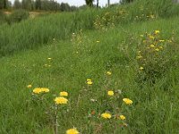 Picris echioides 10, Dubbelkelk, Saxifraga-Ed Stikvoort