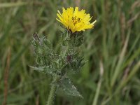 Picris echioides 2, Dubbelkelk, Saxifraga-Peter Meininger