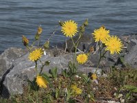 Picris echioides 25, Dubbelkelk, Saxifraga-Willem van Kruijsbergen